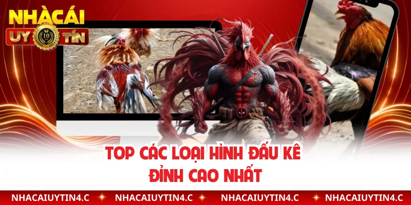 Top các loại hình đấu kê đỉnh cao nhất